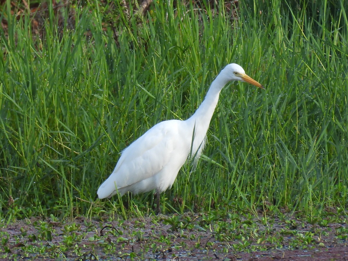 Plumed Egret - ML641368817