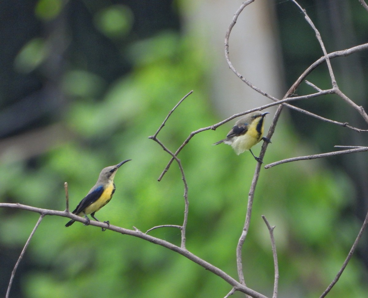 Purple Sunbird - ML641368824