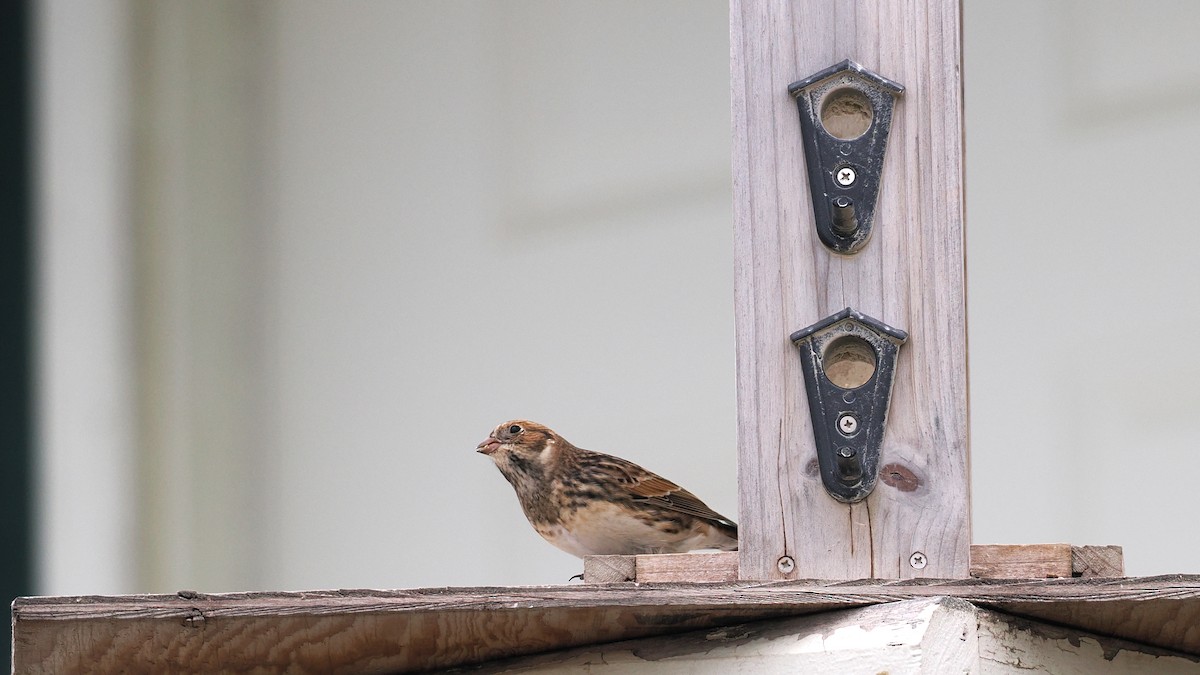 Lapland Longspur - ML641368833