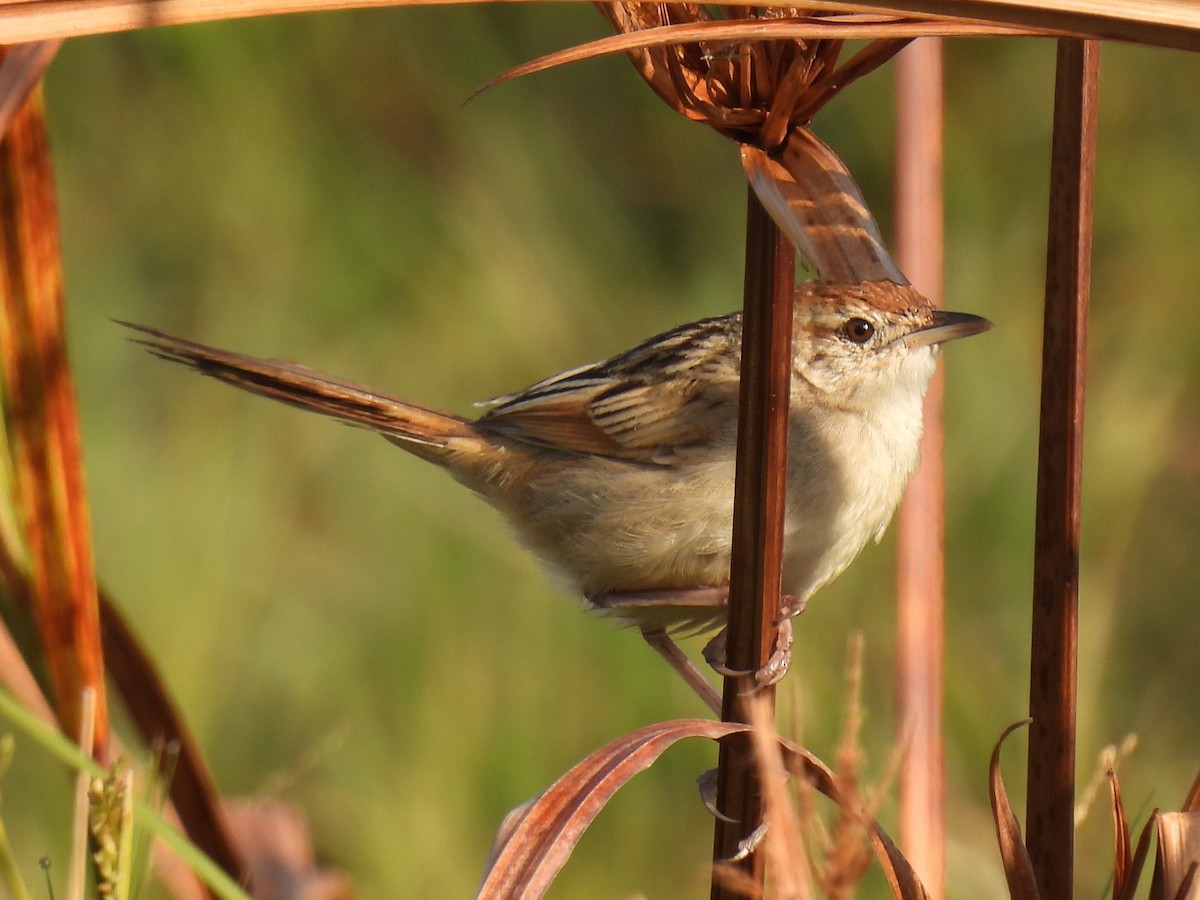 Tawny Grassbird - ML641368836