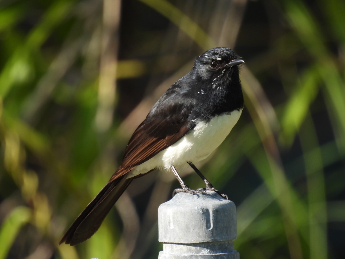 Willie-wagtail - ML641368875