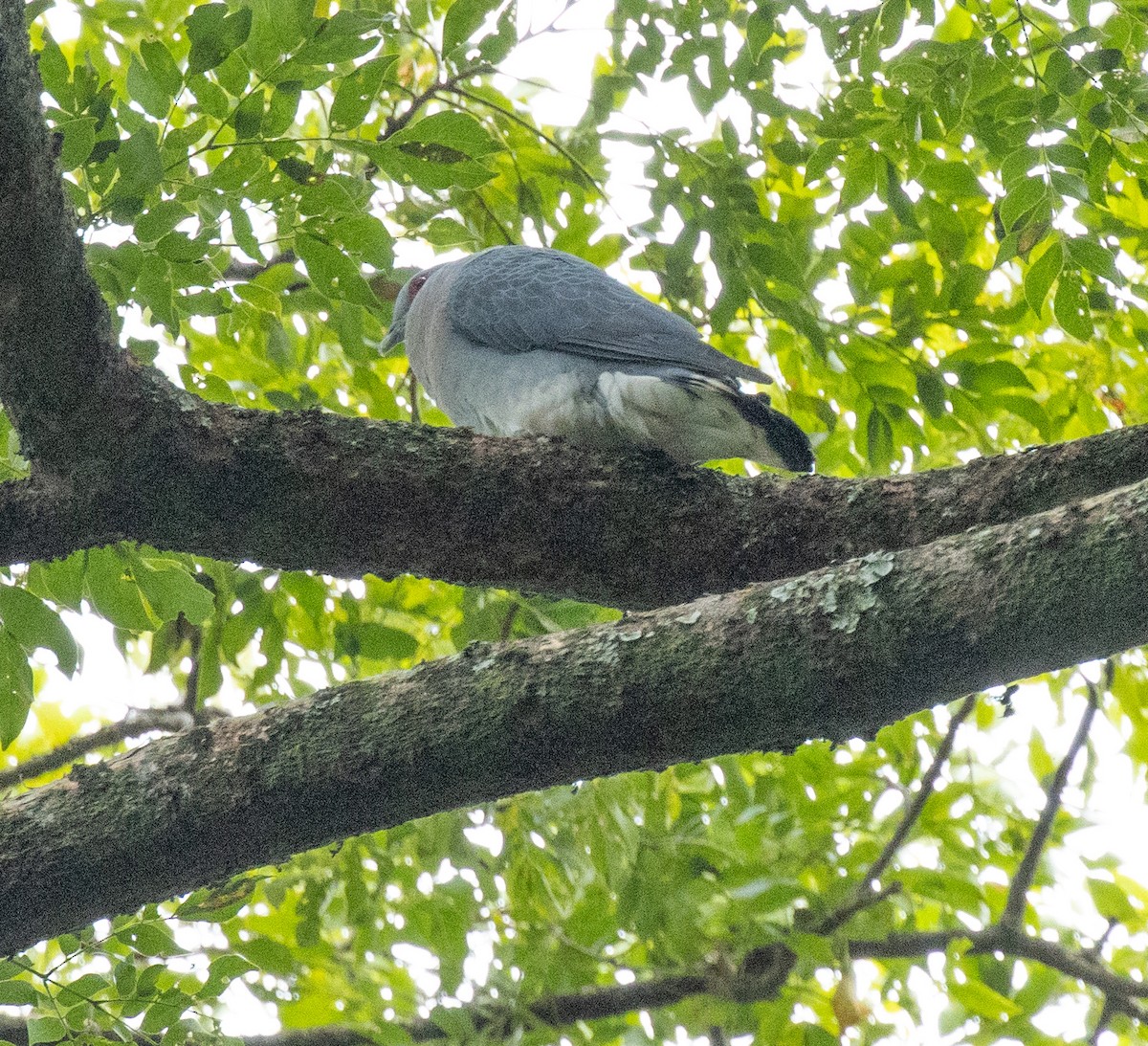 Afep Pigeon - ML641368894