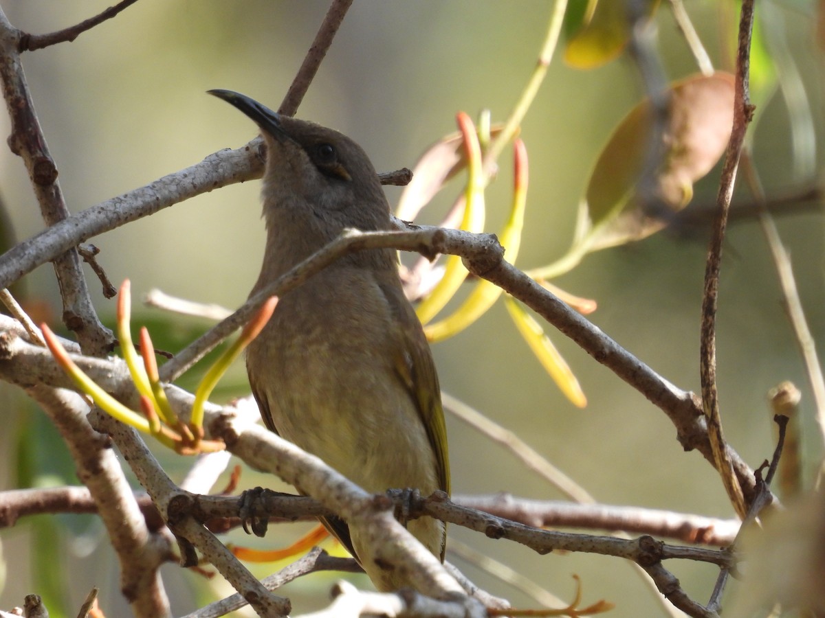Brown Honeyeater - ML641368896