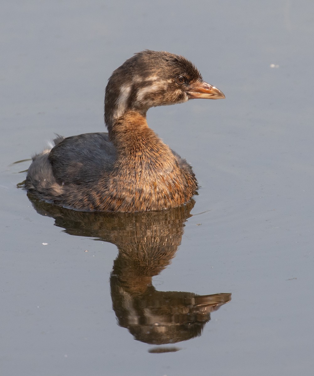 Pied-billed Grebe - ML641368897