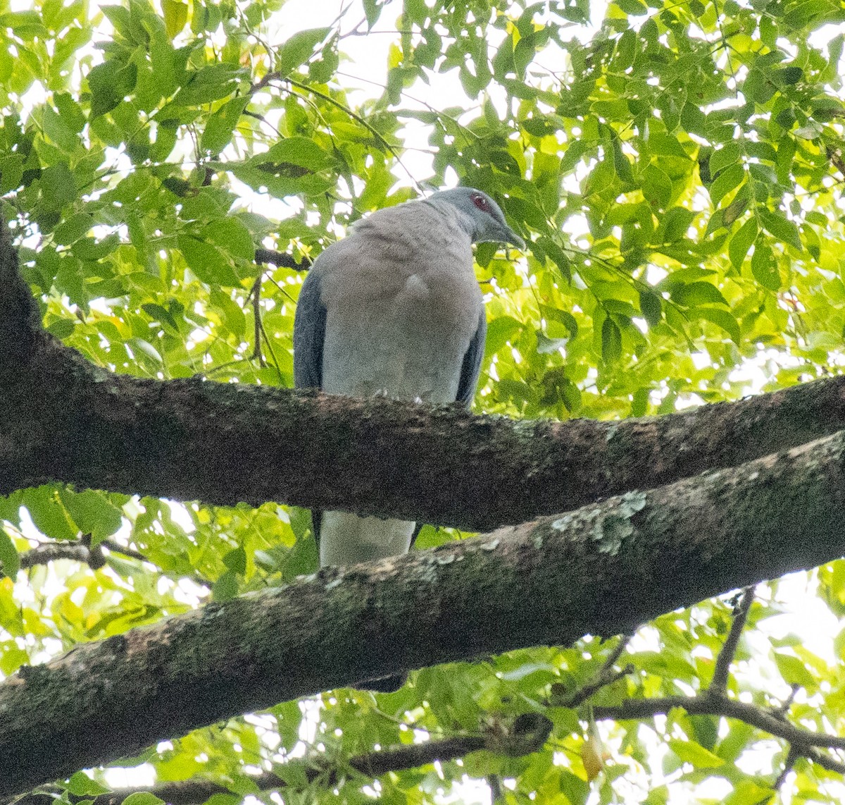 Afep Pigeon - ML641368899