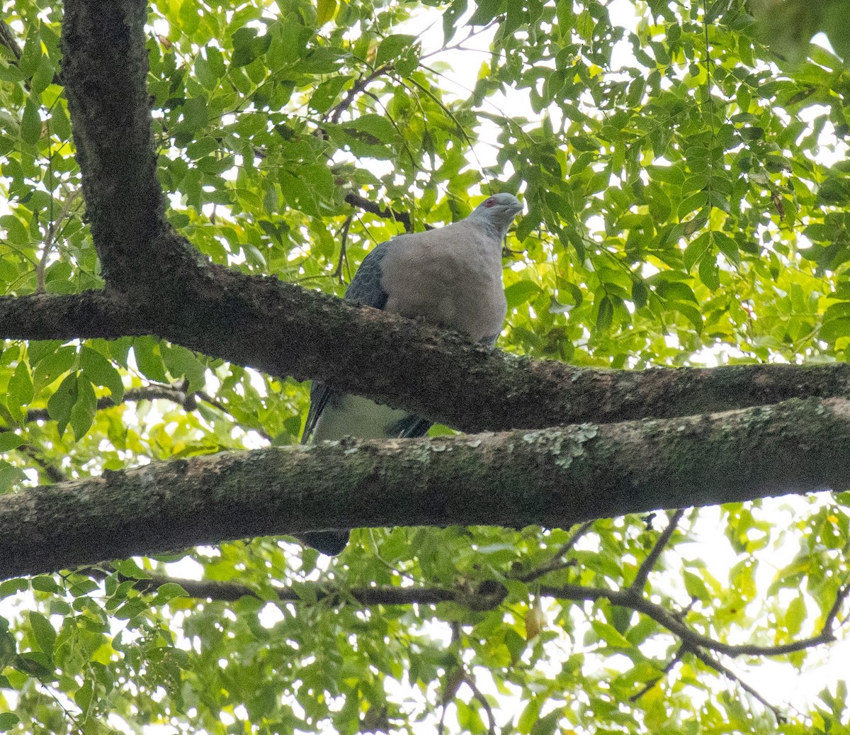 Afep Pigeon - ML641368907