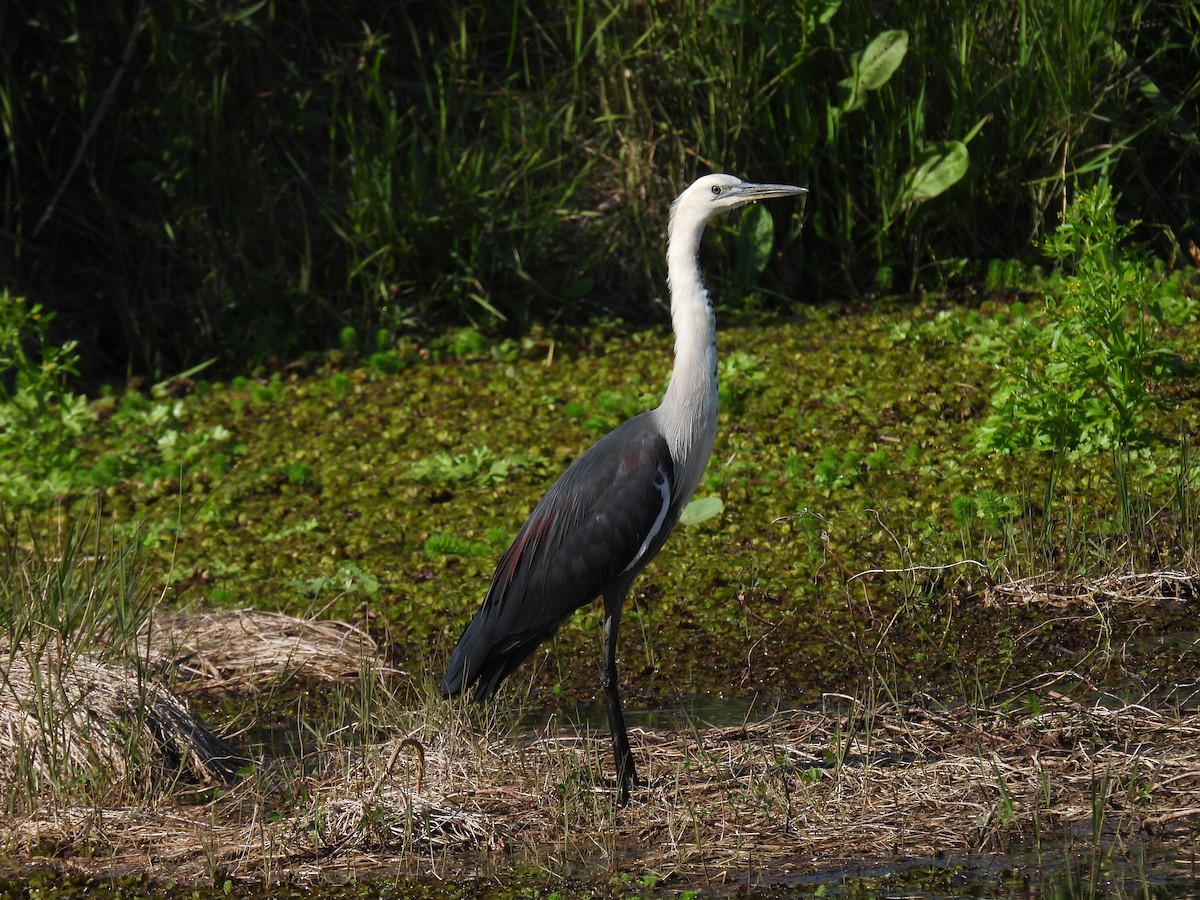 Pacific Heron - ML641368932