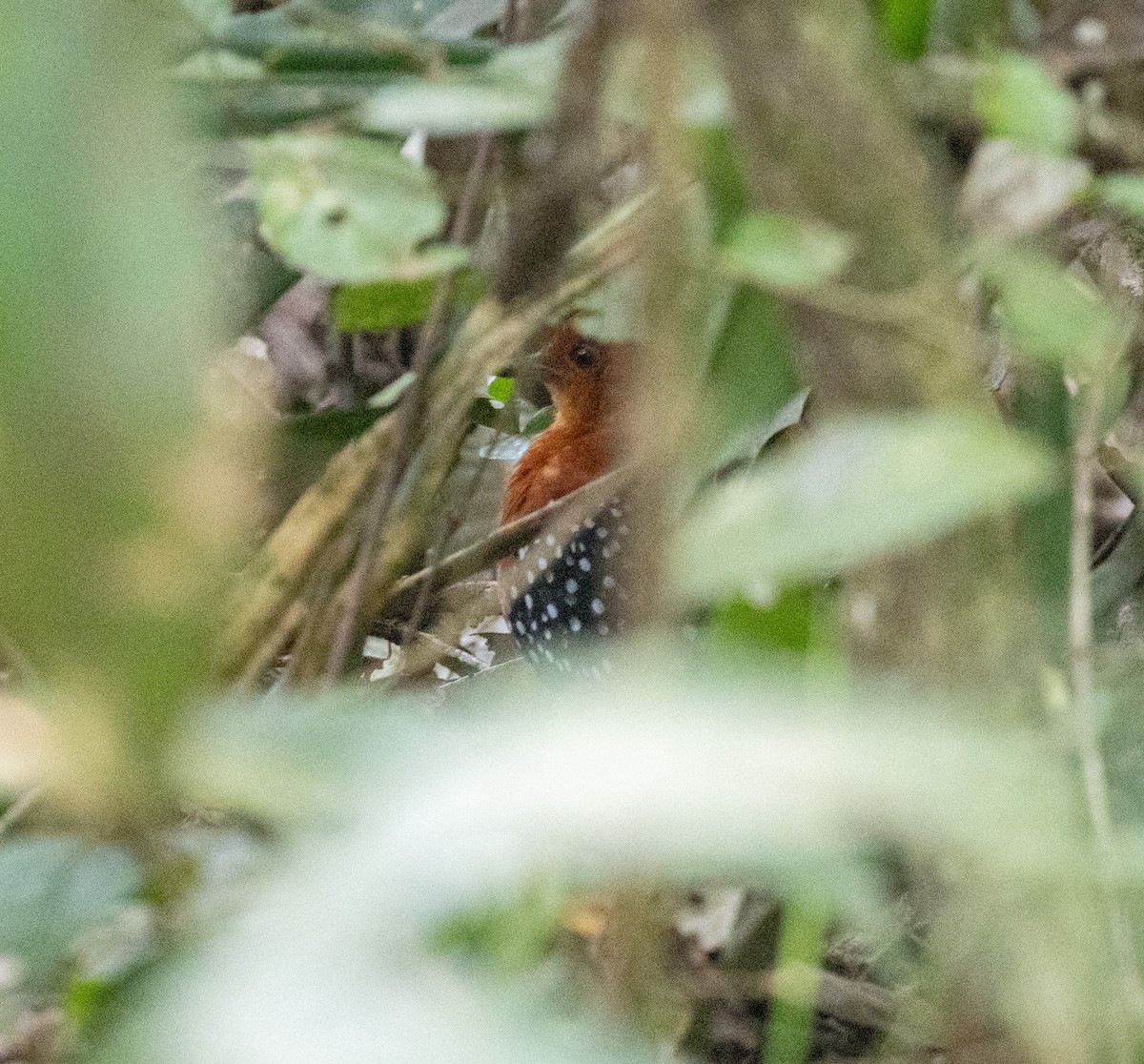 White-spotted Flufftail - ML641368933