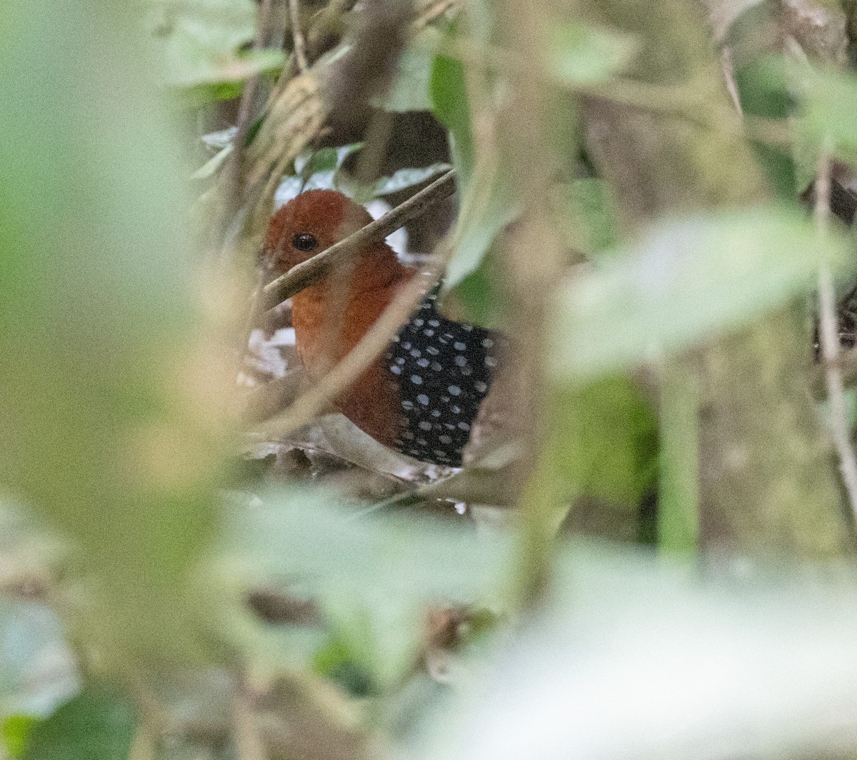 White-spotted Flufftail - ML641368935