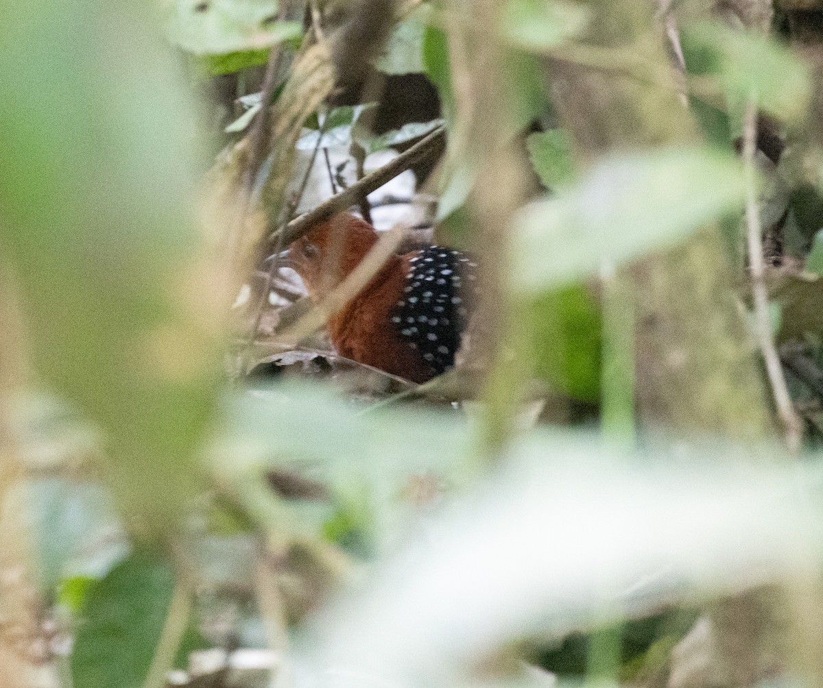 White-spotted Flufftail - ML641368937
