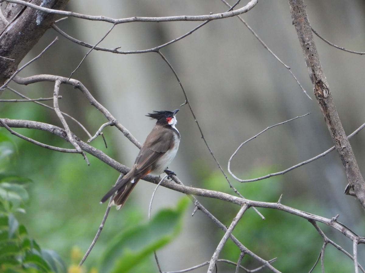 Red-whiskered Bulbul - ML641368938