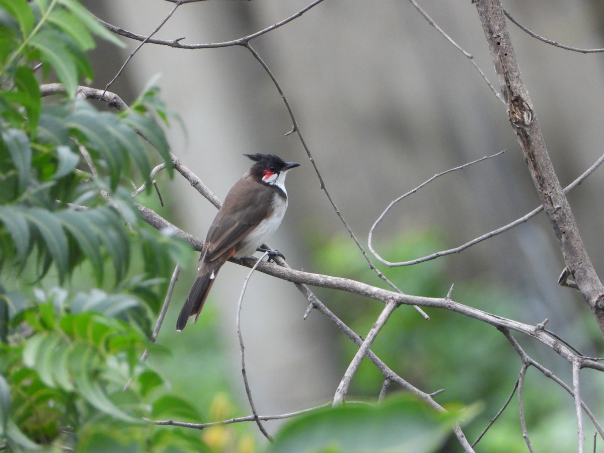 Red-whiskered Bulbul - ML641368939