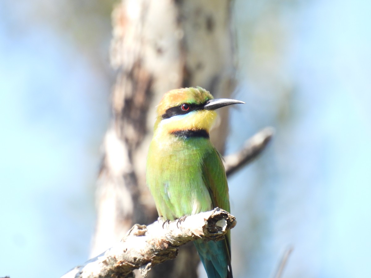 Rainbow Bee-eater - ML641368940