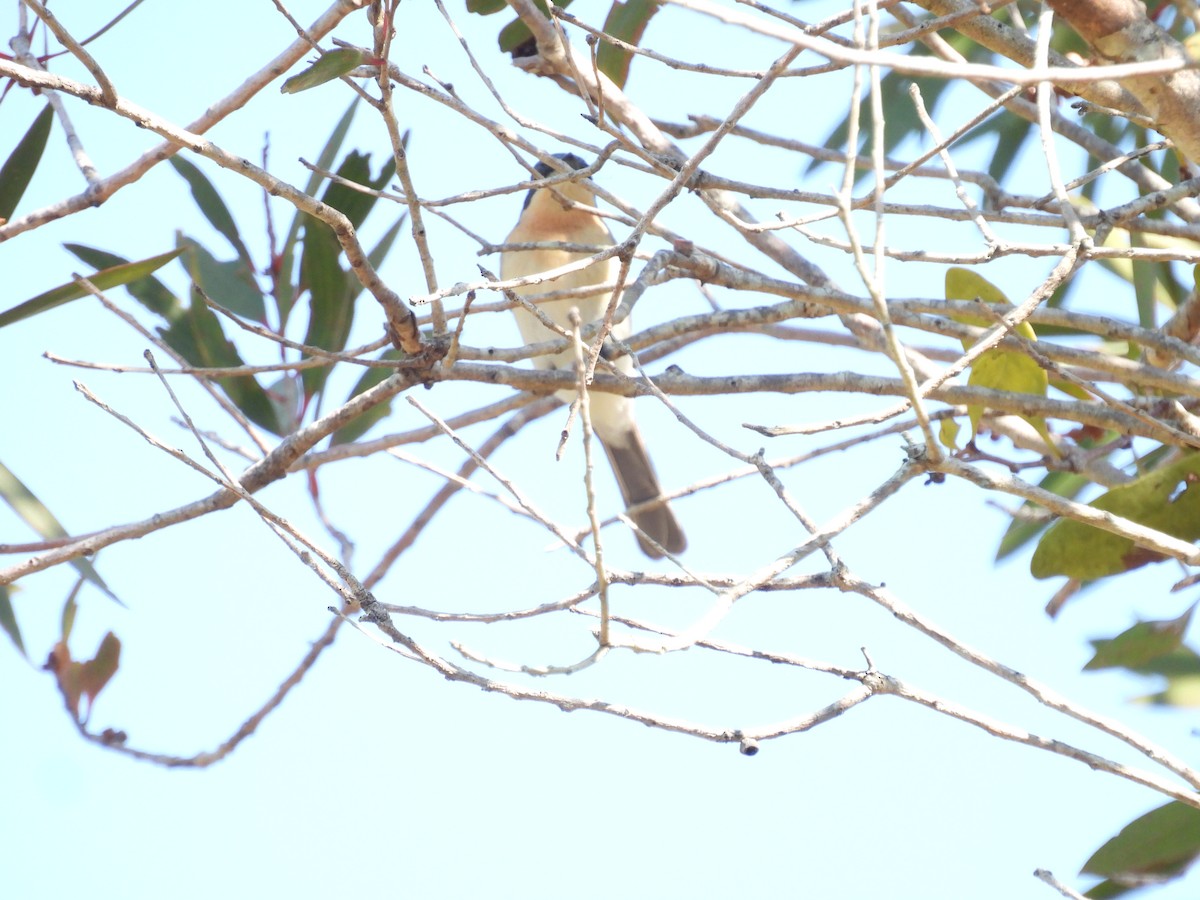 Leaden Flycatcher - ML641368955