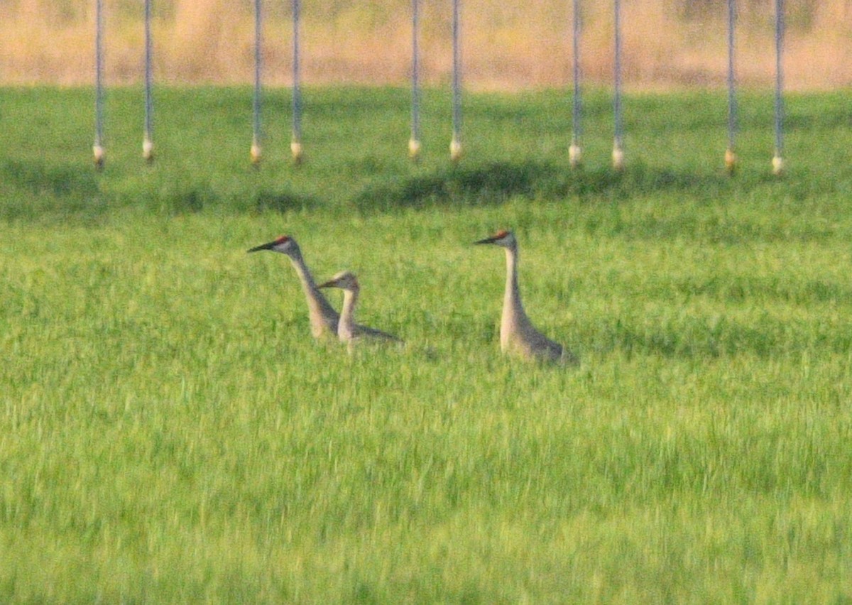 Sandhill Crane - ML641368959