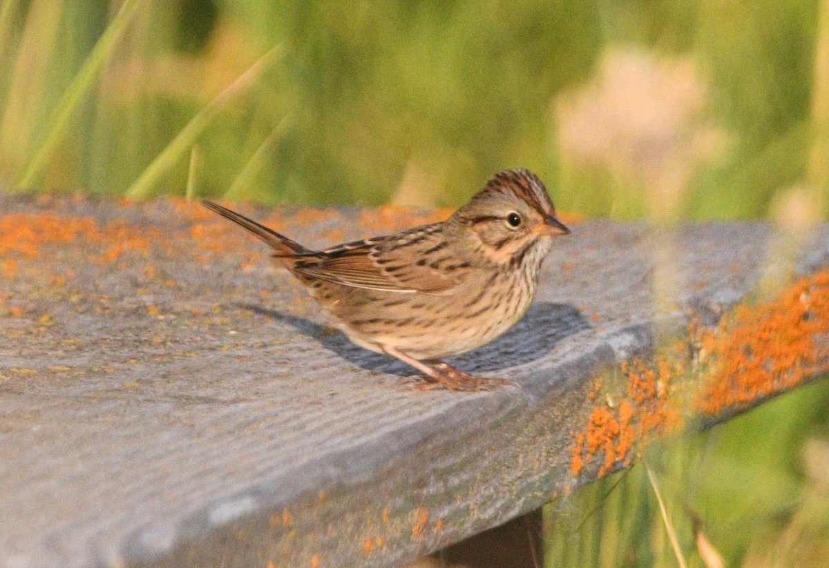Lincoln's Sparrow - ML641368974