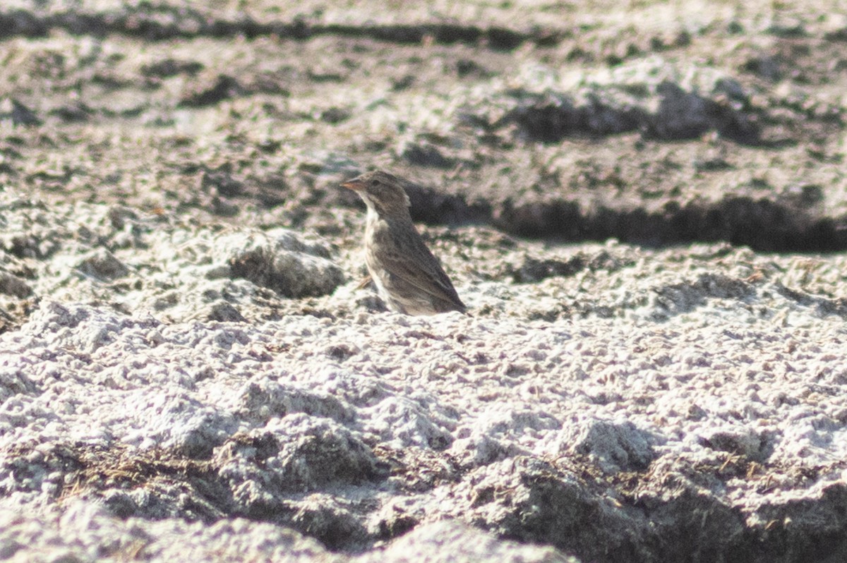 Savannah Sparrow (Large-billed) - ML641368997