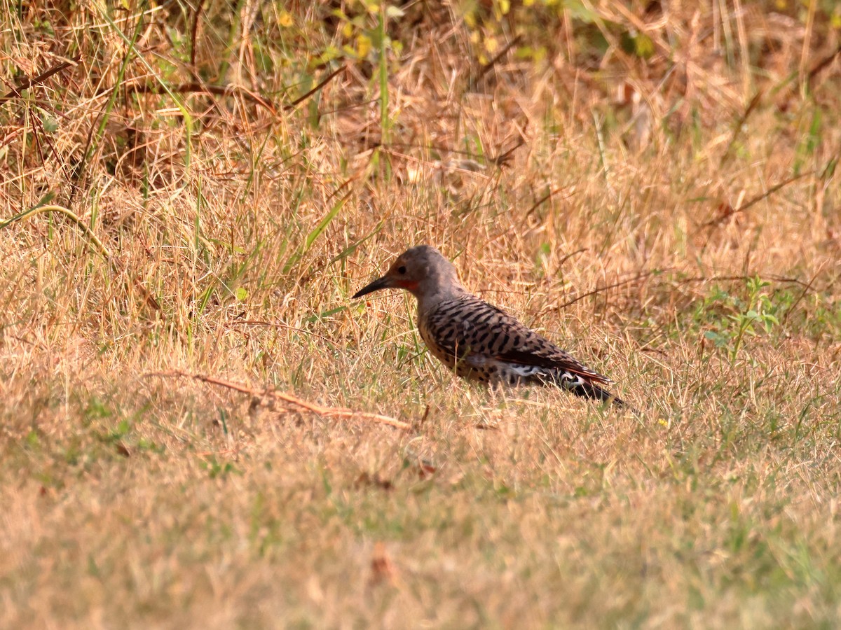 Northern Flicker - ML641369003