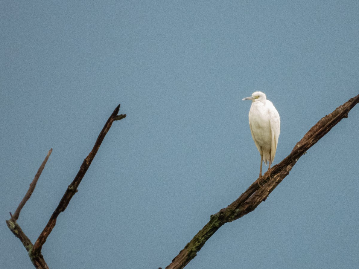 Little Blue Heron - ML641369031