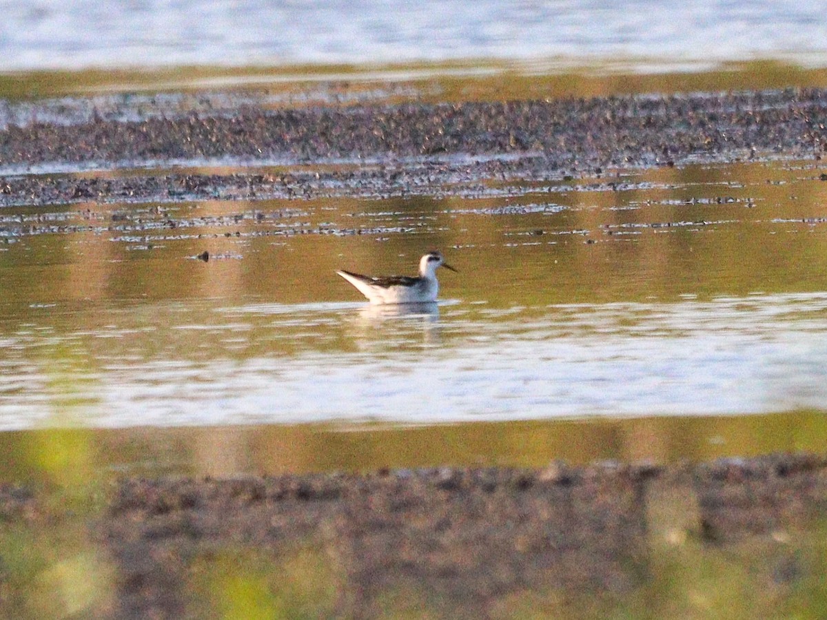 lyskonoh úzkozobý - ML641369032