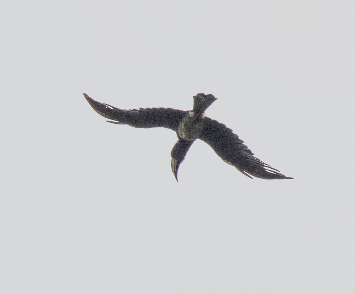 Congo Pied Hornbill - ML641369036