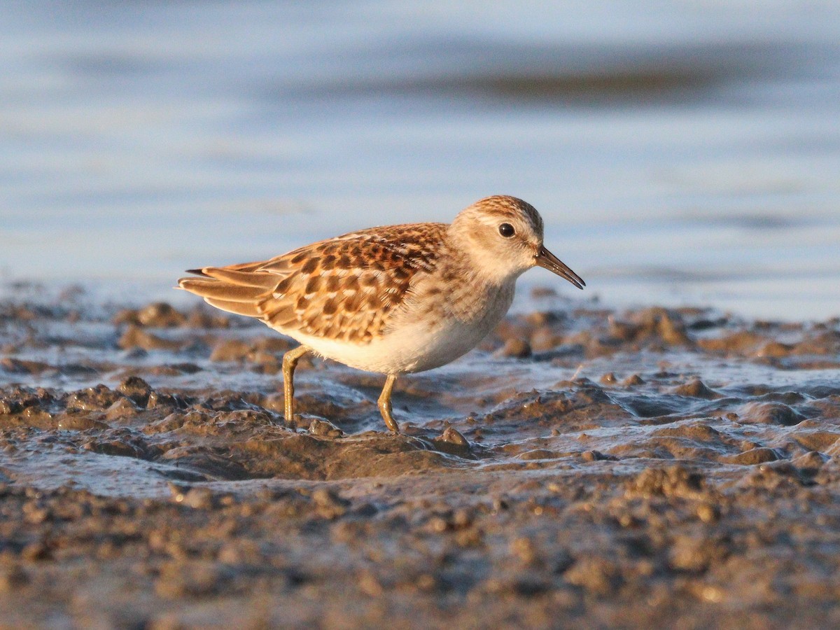 jespák drobný - ML641369040