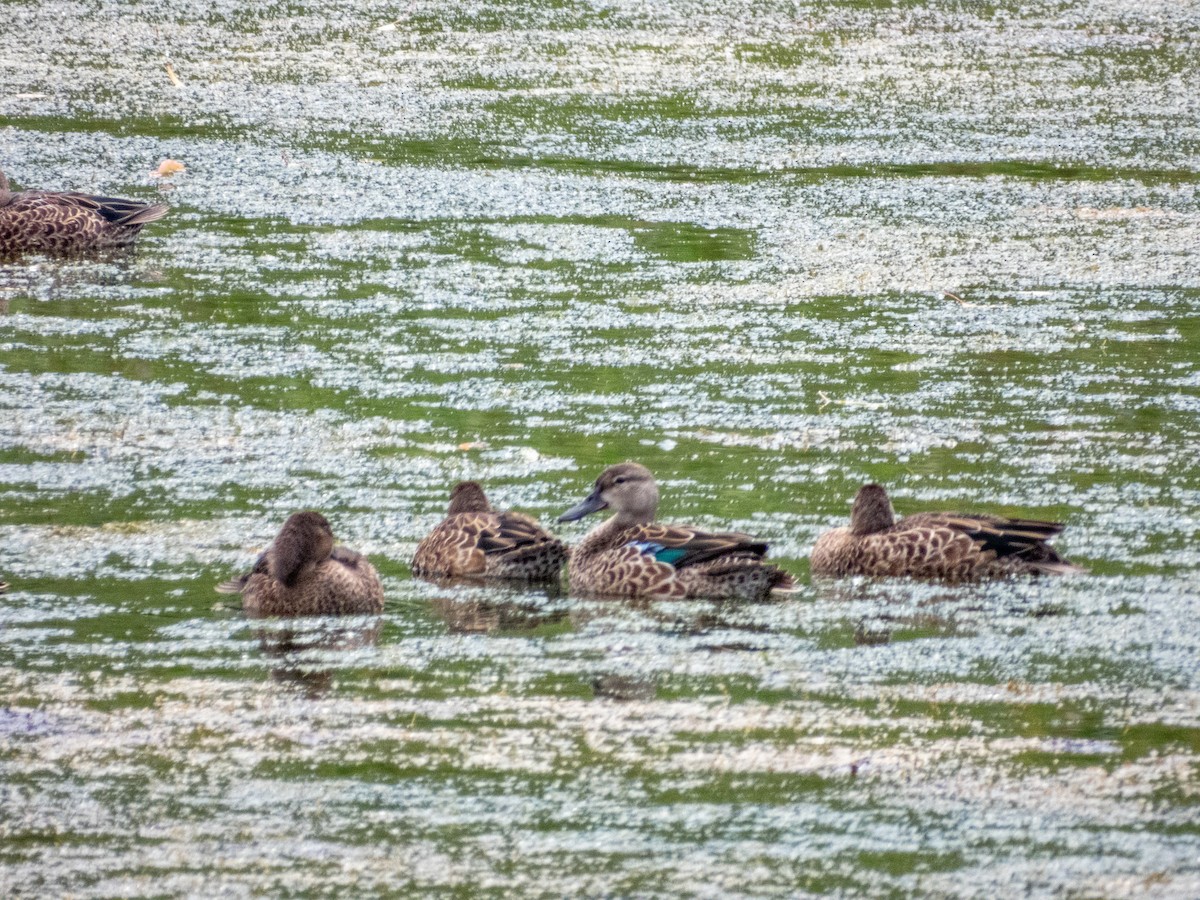Blue-winged Teal - ML641369088