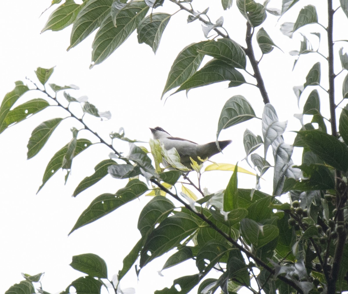 White-breasted Nigrita - ML641369105