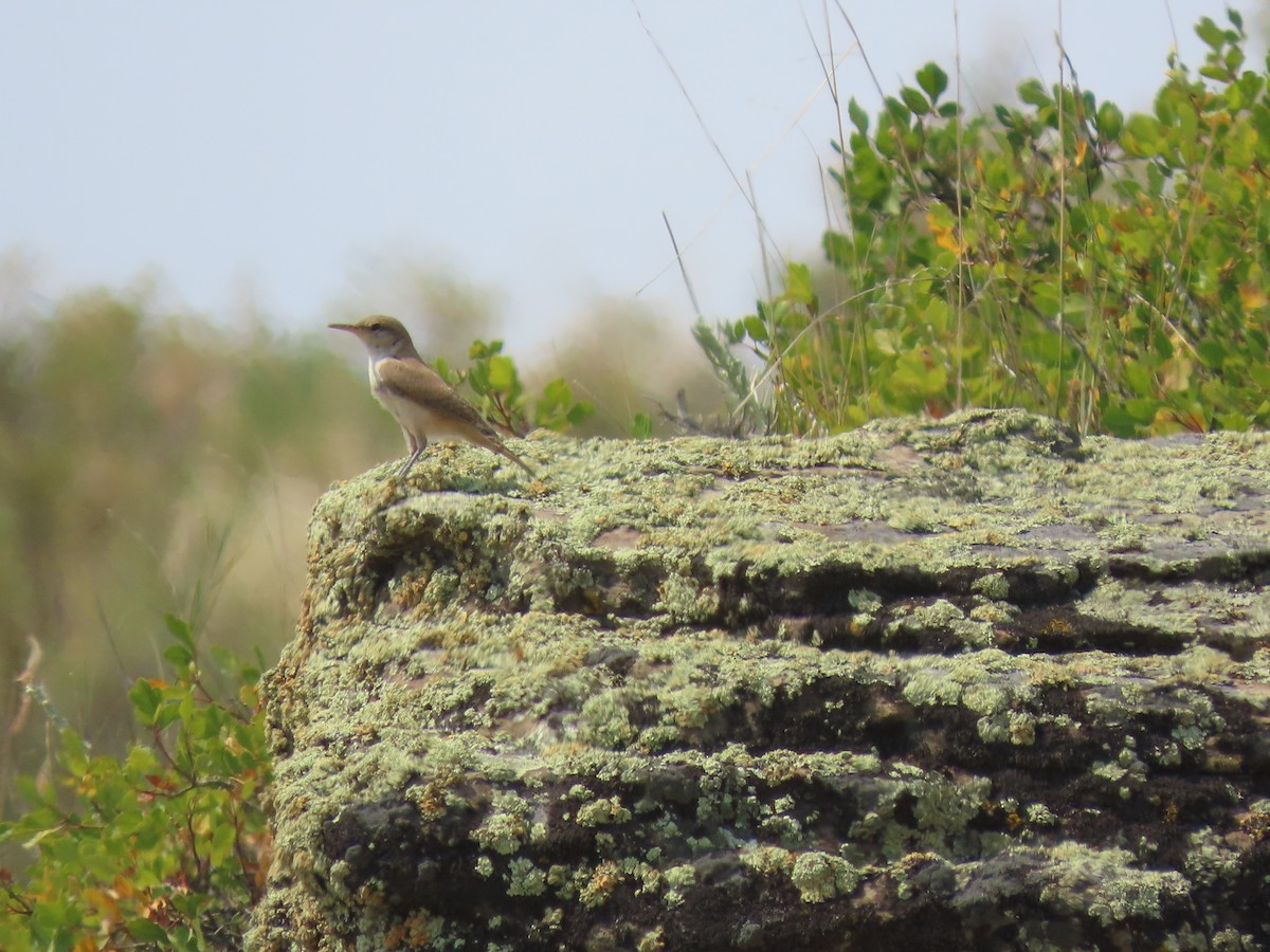 Rock Wren - ML641369108