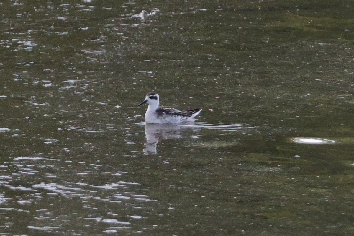 Red-necked Phalarope - ML641369122