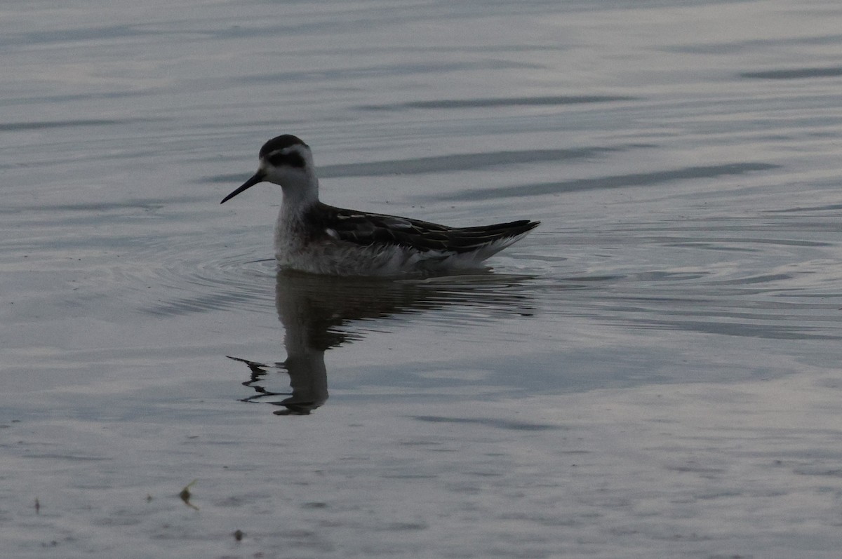 Red-necked Phalarope - ML641369123