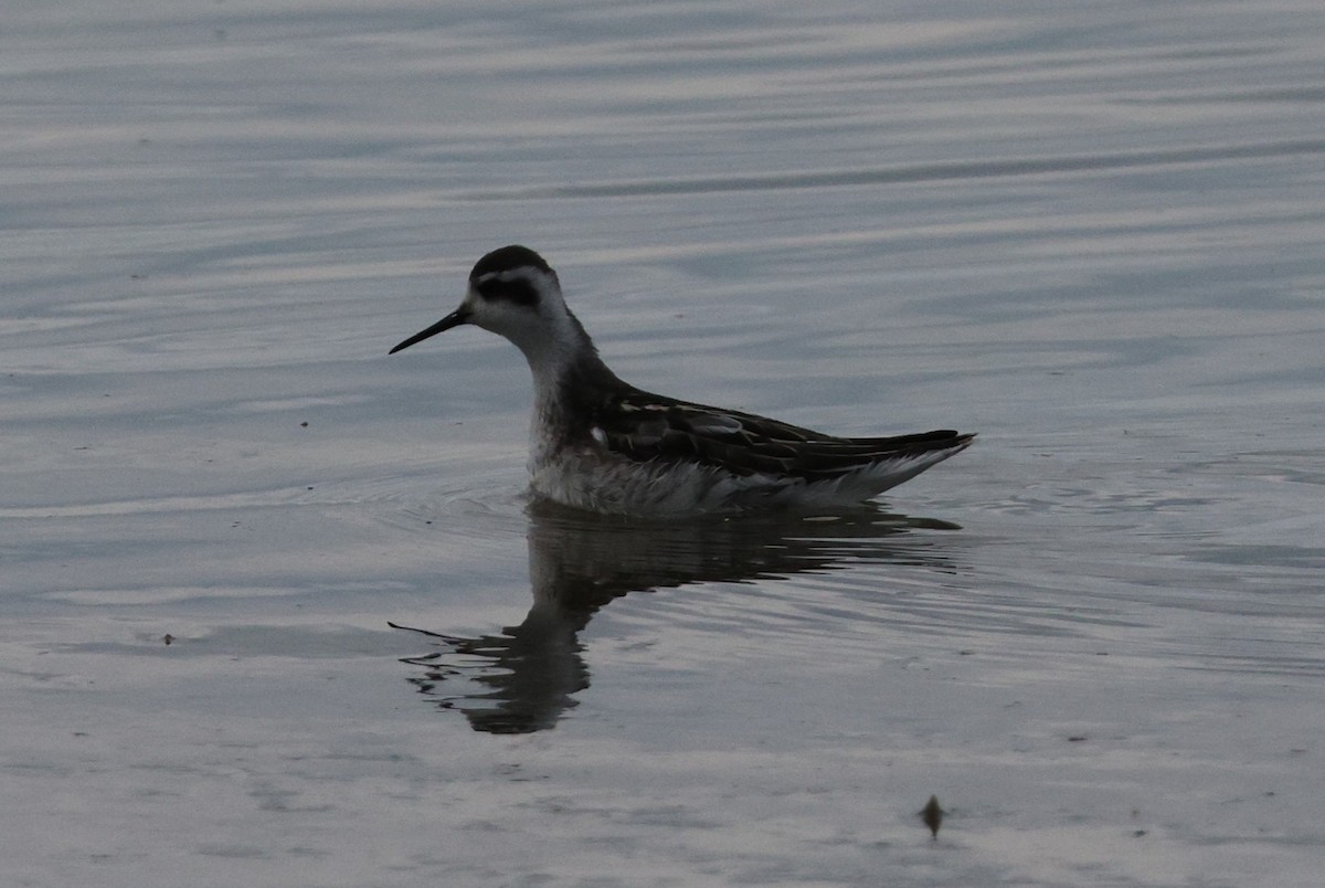 Red-necked Phalarope - ML641369124