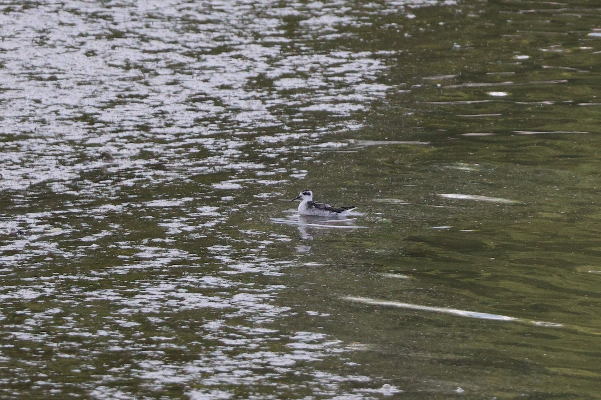 Red-necked Phalarope - ML641369125