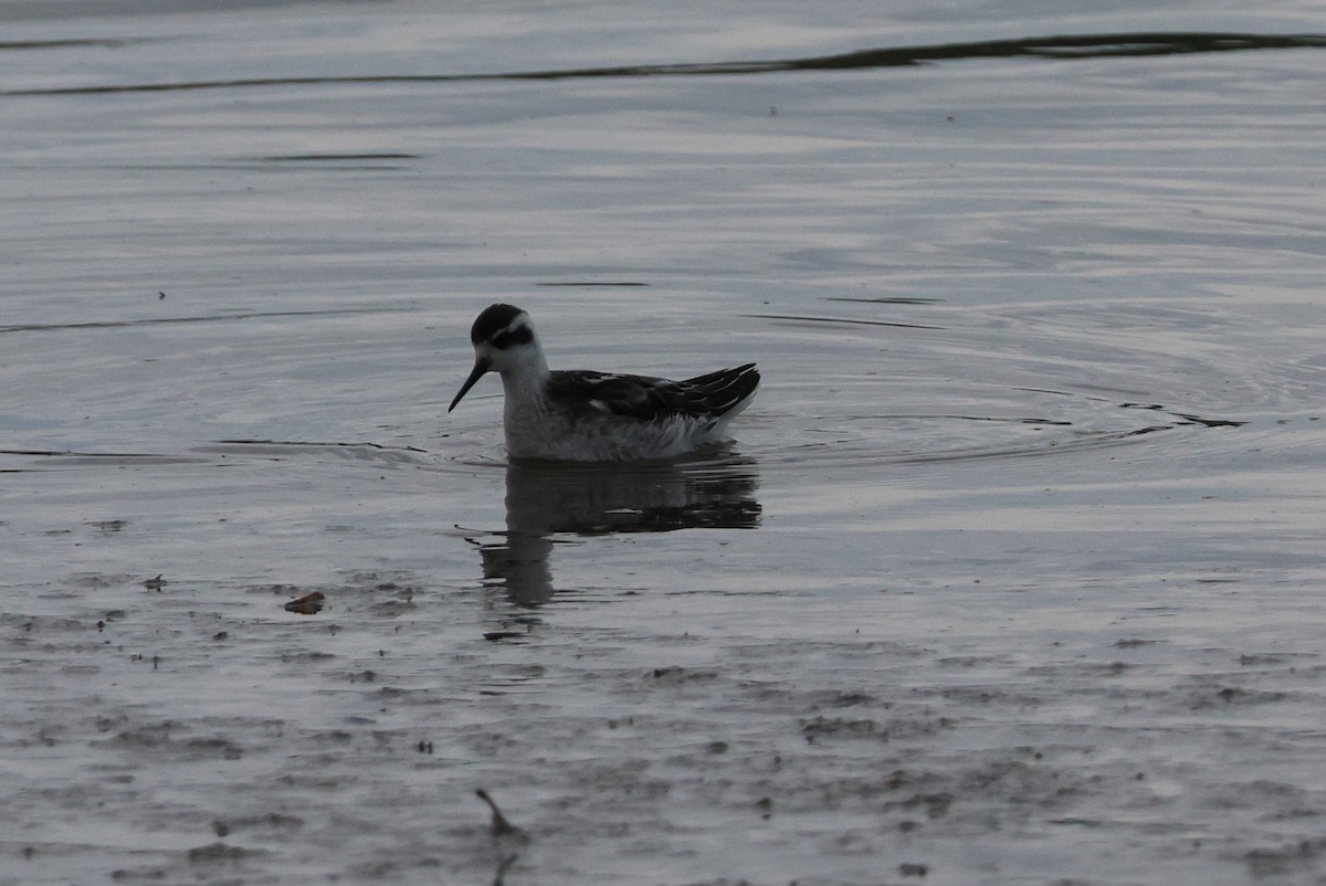 Red-necked Phalarope - ML641369126