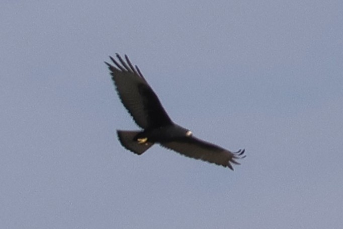 Zone-tailed Hawk - ML641369130