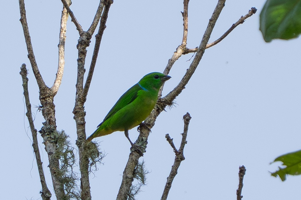 Golden-browed Chlorophonia - ML641369144