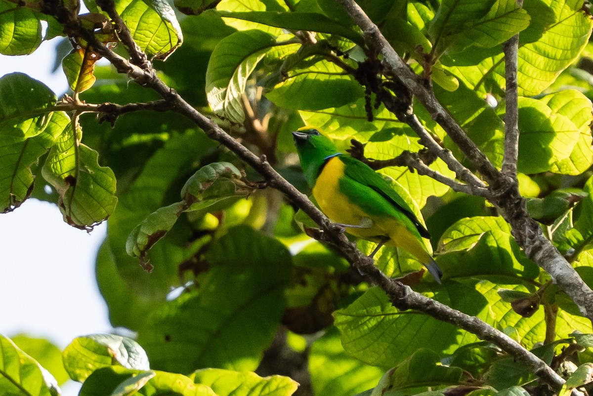 Golden-browed Chlorophonia - ML641369145