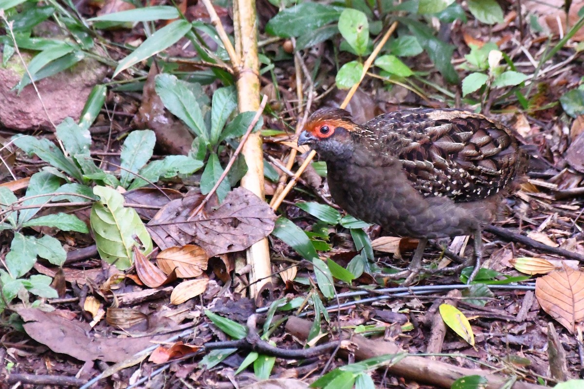 Spot-winged Wood-Quail - ML641369186