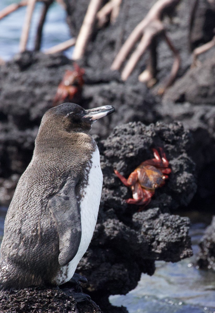 Pingüino de Galápagos - ML641369187