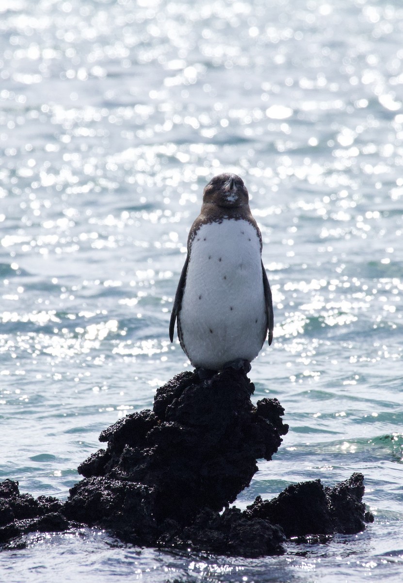 Pingüino de Galápagos - ML641369189