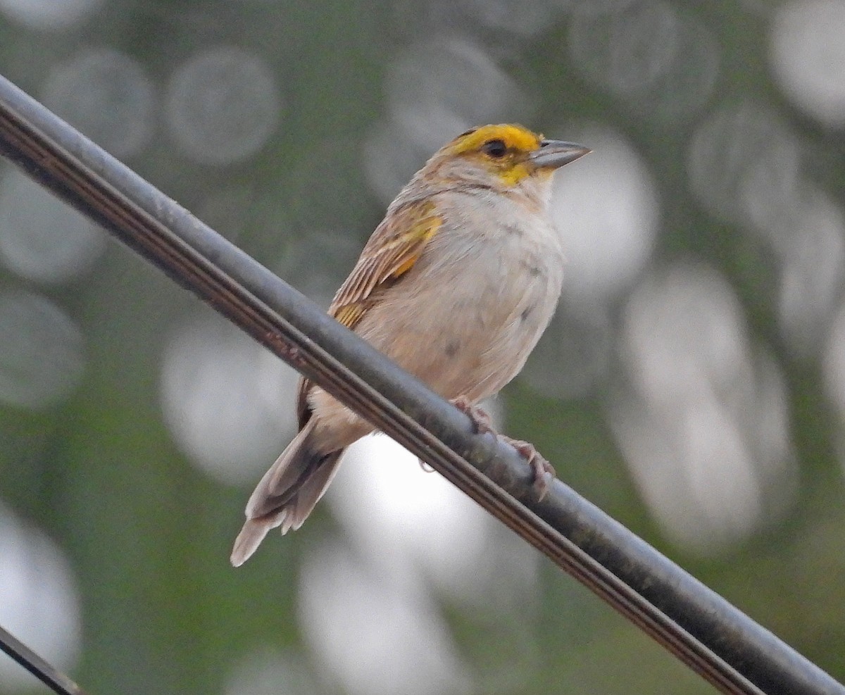 Желтощёкая овсянка-барсучок - ML641369199