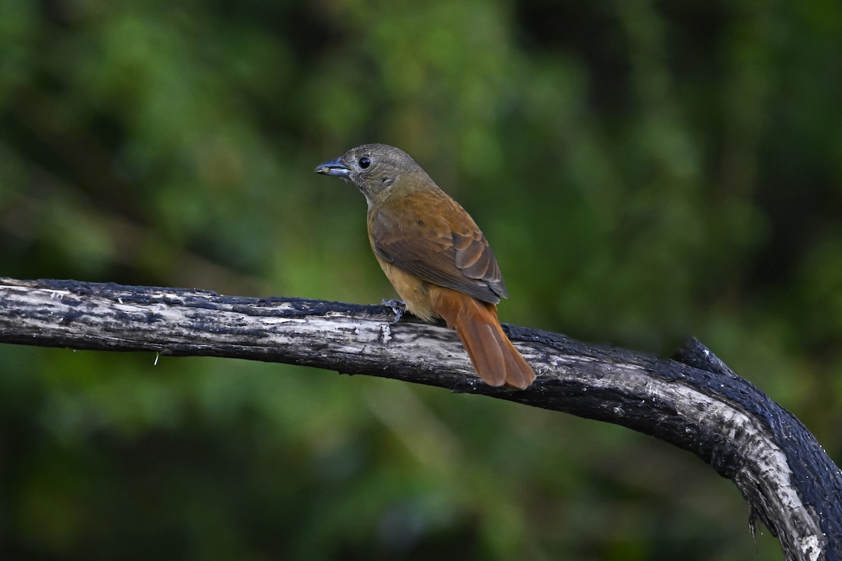 Ruby-crowned Tanager - ML641369202