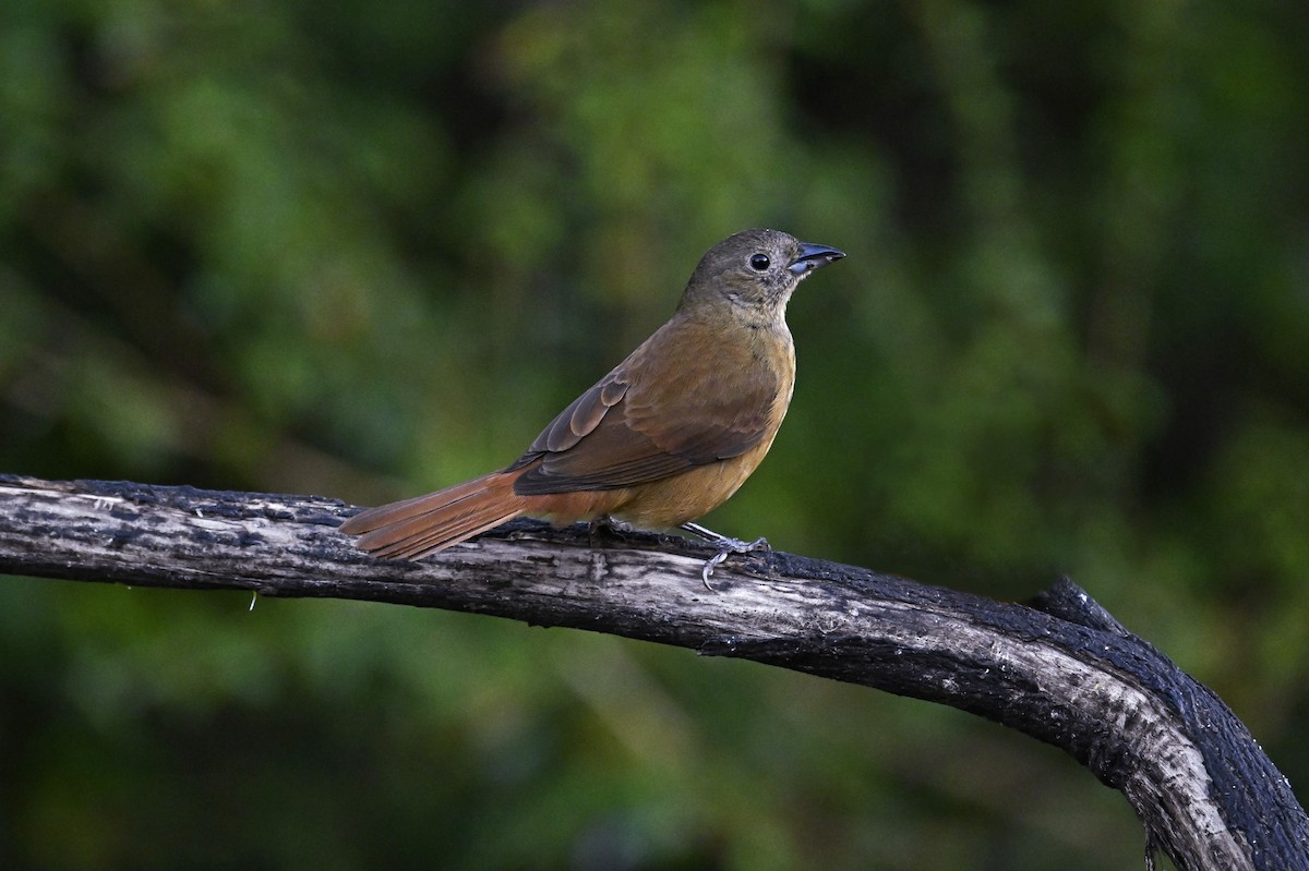 Ruby-crowned Tanager - ML641369203