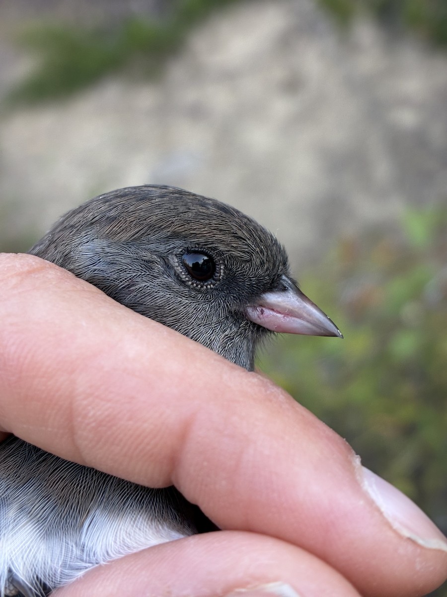 Dark-eyed Junco (Slate-colored) - ML641369209