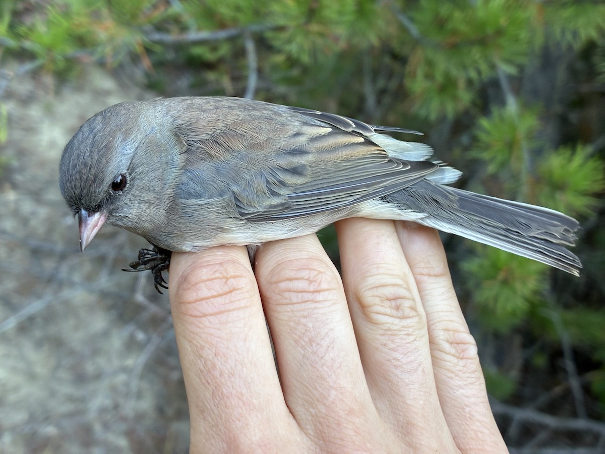 Dark-eyed Junco (Slate-colored) - ML641369211