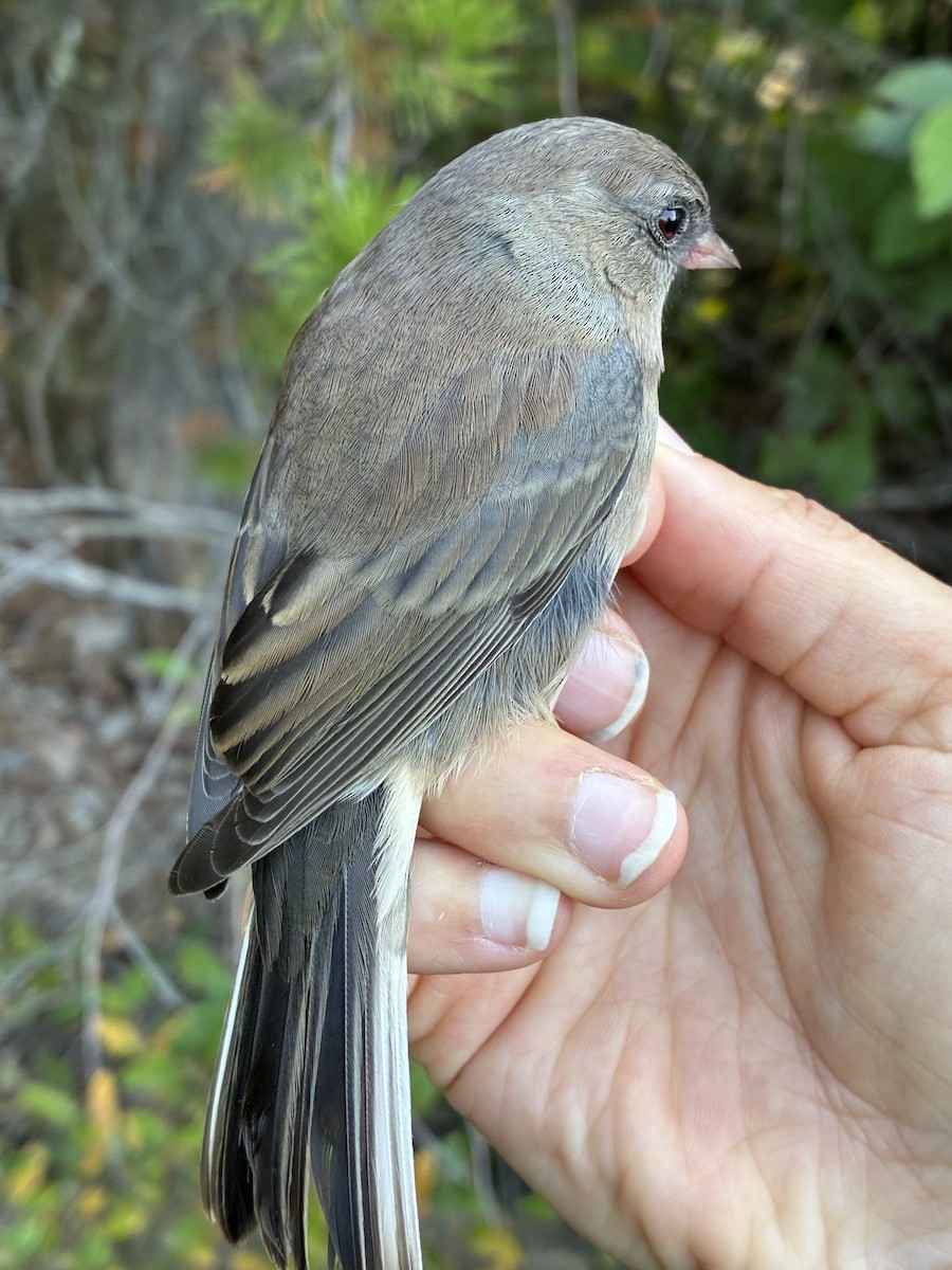 Dark-eyed Junco (Slate-colored) - ML641369213