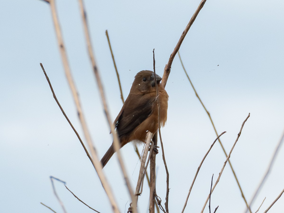 Chestnut-bellied Seed-Finch - ML641369216