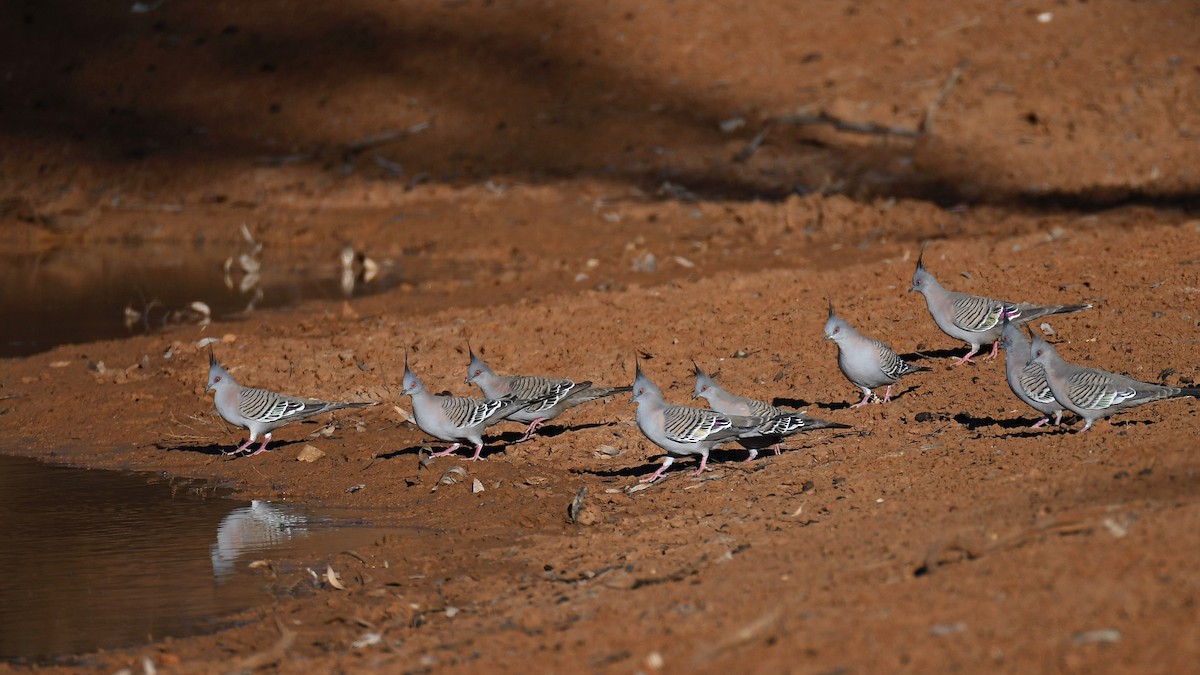 Crested Pigeon - ML641369221