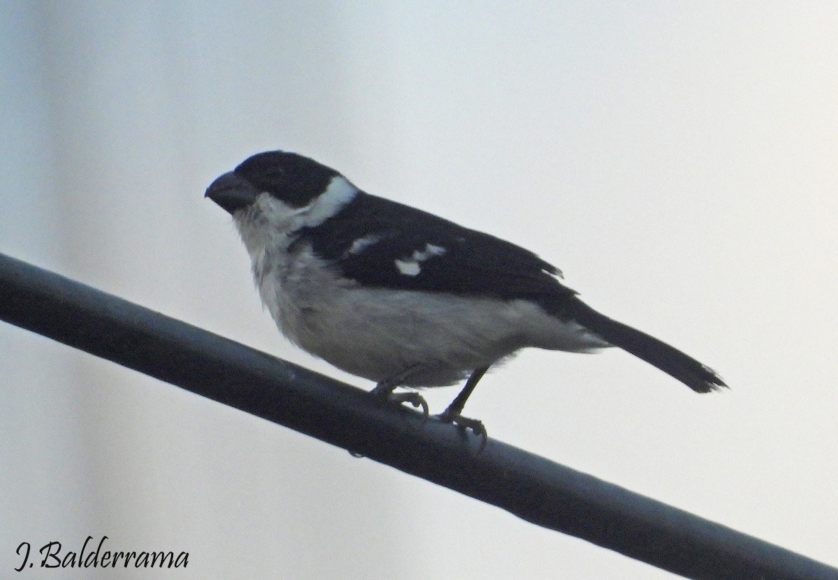 Lined Seedeater - ML641369235