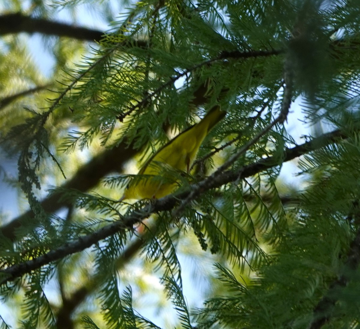 Yellow Warbler - ML641369269